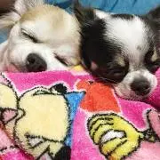 MUMU