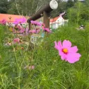Maaの画像