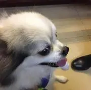 トレイシーの画像
