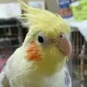 piyo