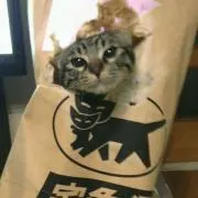 クロネコタイガーの画像