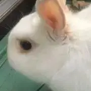 Mokoの画像
