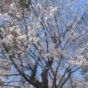 Mimiの画像