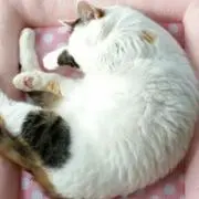 Sigecchi