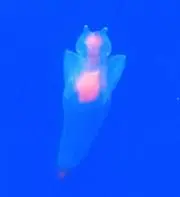 やまのとむさんの画像