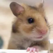 クーピーキュル