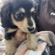 トアソン