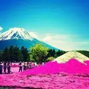 ふじ