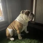 エビさん