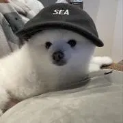 sasq