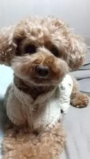 マハロ