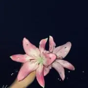 さなの画像