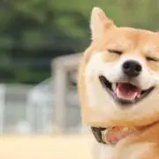 たける