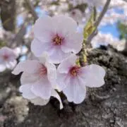 まるまる⭕️の画像