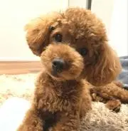 mimimi