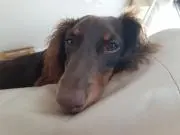 キイボウの画像