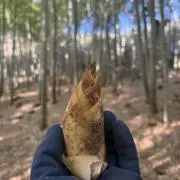 掘りたてキッチンの画像