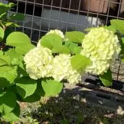 大手毬
