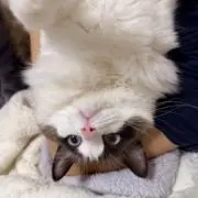 キンイツ