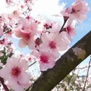ぴっく