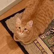 ジンカの画像
