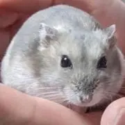 ハムちゃん