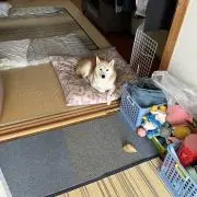 かまぼこの画像
