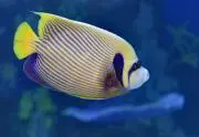 Ai☆の画像