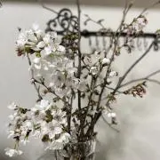 まゆの画像