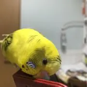 のぶちゃん