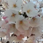 めるみき