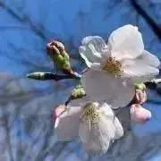 Sakura¨̮の画像