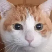 あの画像