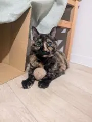 Mikan