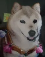 ミントの画像