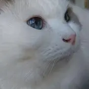 さくらの画像