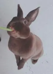 うさぎ好きパパの画像