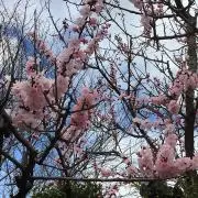 いちご