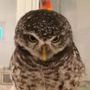 O-kingの画像