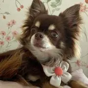 cocoa