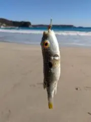 なべちゃんの画像