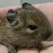 ピーちゃんの画像