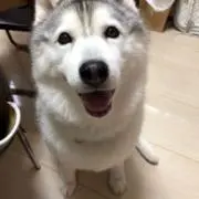 きっどの画像