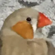 シュバシ
