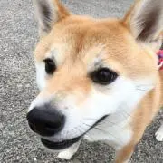 ★多彩なジャンル出品中★の画像