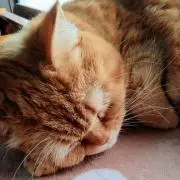 うめちゃんの画像