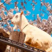 みんまるの画像
