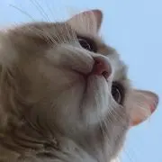 さらん