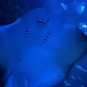 ゆうちゃんの画像
