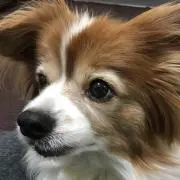 miniの画像